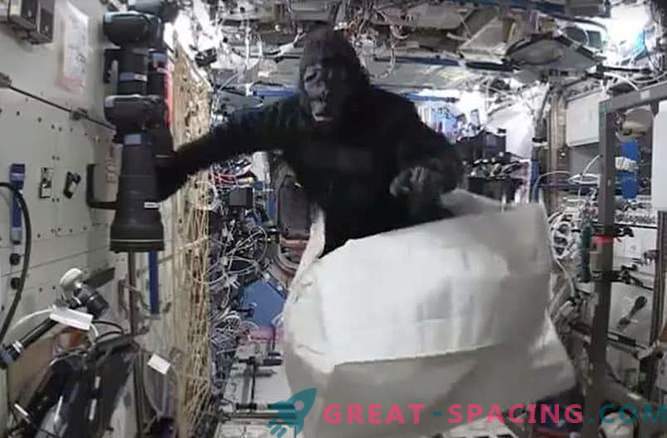 L'astronauta ha scherzato con l'aiuto di un costume da scimmia sulla stazione spaziale