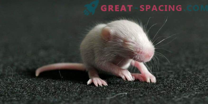 I topi sono nati dallo sperma, avendo trascorso 9 mesi nello spazio