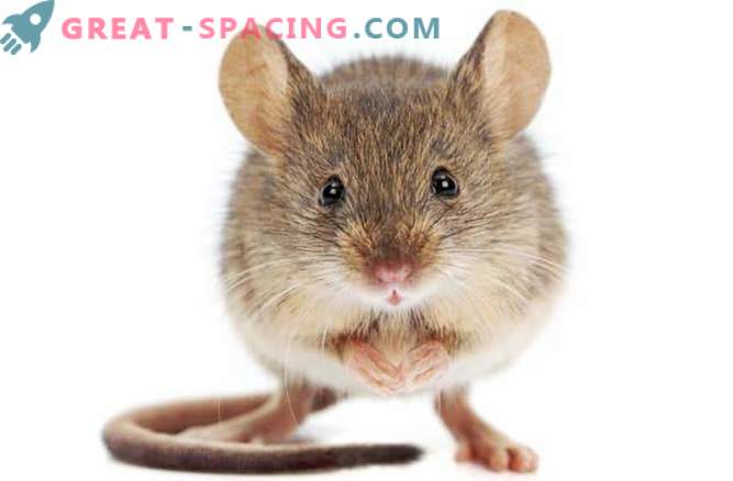 I topi nello spazio subiscono danni al fegato dopo due settimane.